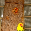 Aratinga slune�n� - aratinga solstitialis