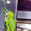 Aratinga dlouhoocas� Venezuelsk� - aratinga acuticaudata haemorrhous
