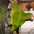 Aratinga oran�ovo�el� 1,1