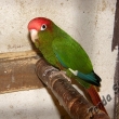 Pyrura rudohlav�