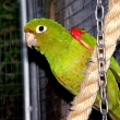 aratinga zelenok��dl� - chloroptera