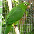 Aratinga kropenat�