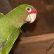 Aratinga �krabo�kov�