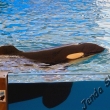 Loro p.