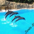 cvi�en� delf�ni - Loro parque Tenerife