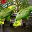 amazo�an �lutokrk� -loro p.f., Tenerife