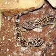 eublepharis macularius - gekon��k no�n�  samice