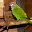 Aratinga tmavohlav�  1,0
