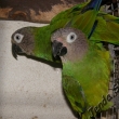 Aratinga tmavohlav� 1,1