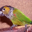 Pyrura �ernotemenn�
