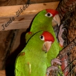 A.skvrnit�