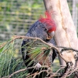 kakadu p�ilbov� mlad� 1,0 - La Vera, Tenerife
