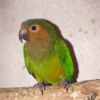 Aratinga hn�dohrdl�  1,0