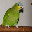 amazoan venezuelsk  0,1