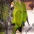 Aratinga oran�ovo�el�