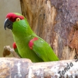 Arara zelen� - Burger zoo