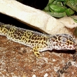 eublepharis macularius - gekonk non
