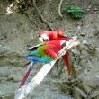 a. zelenok��dl� - zoo Praha
