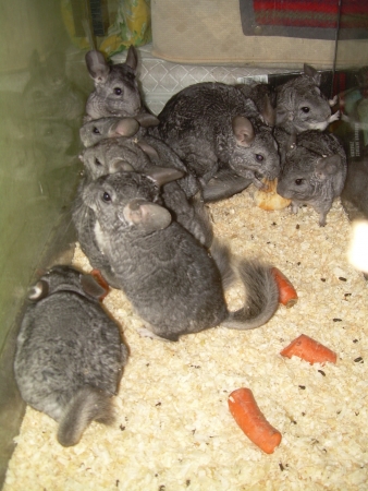 �in�ila standart