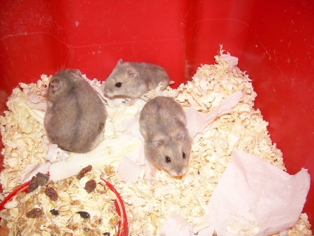 K�e��k d�ungarsk� - sko�icov�