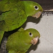 Aratinga kropenat�