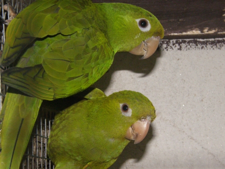 Aratinga kropenat�