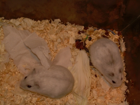 K�e��k d�ungarsk� - White(b�l�)