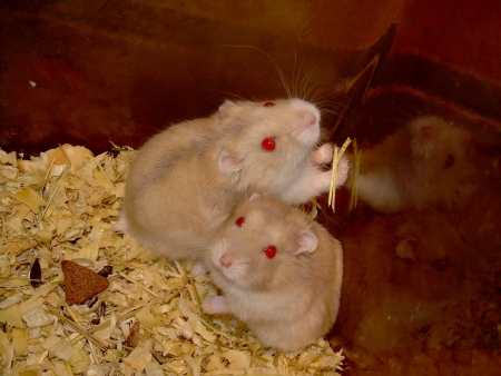 K�e��k d�ungarsk�  - plav�