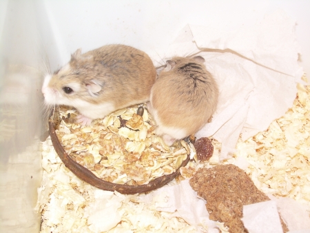 K�e��k roborowsk�ho   p�r